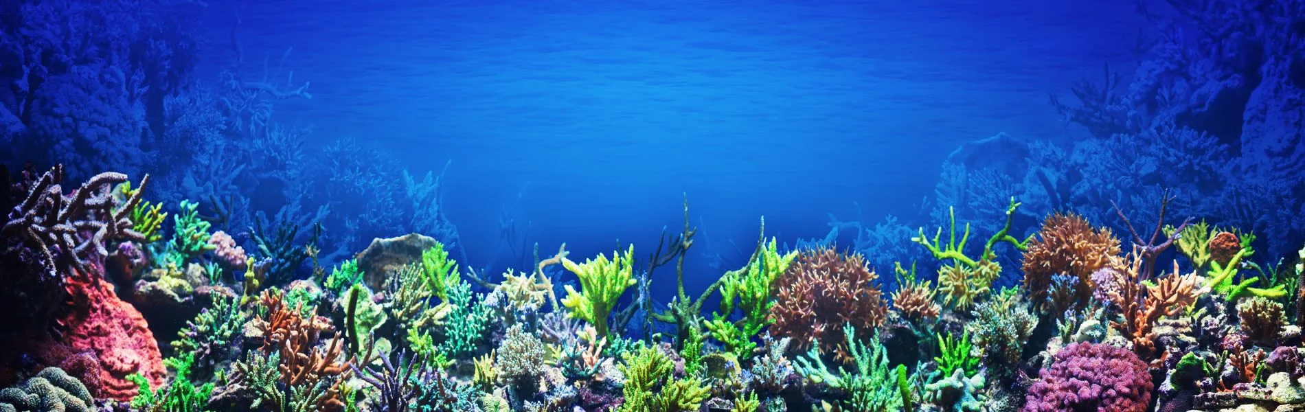 טיולים מאורגנים לסיני