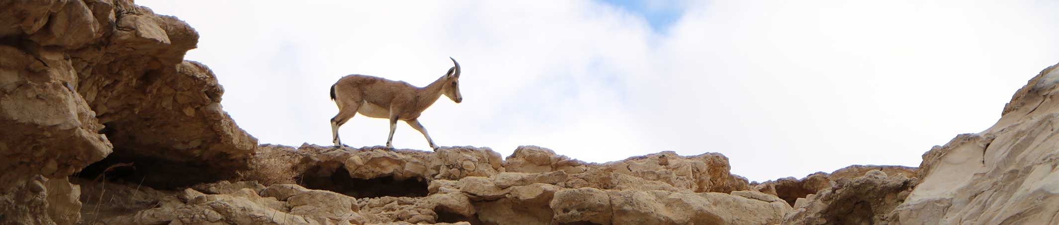 טיולים מאורגנים לישראל