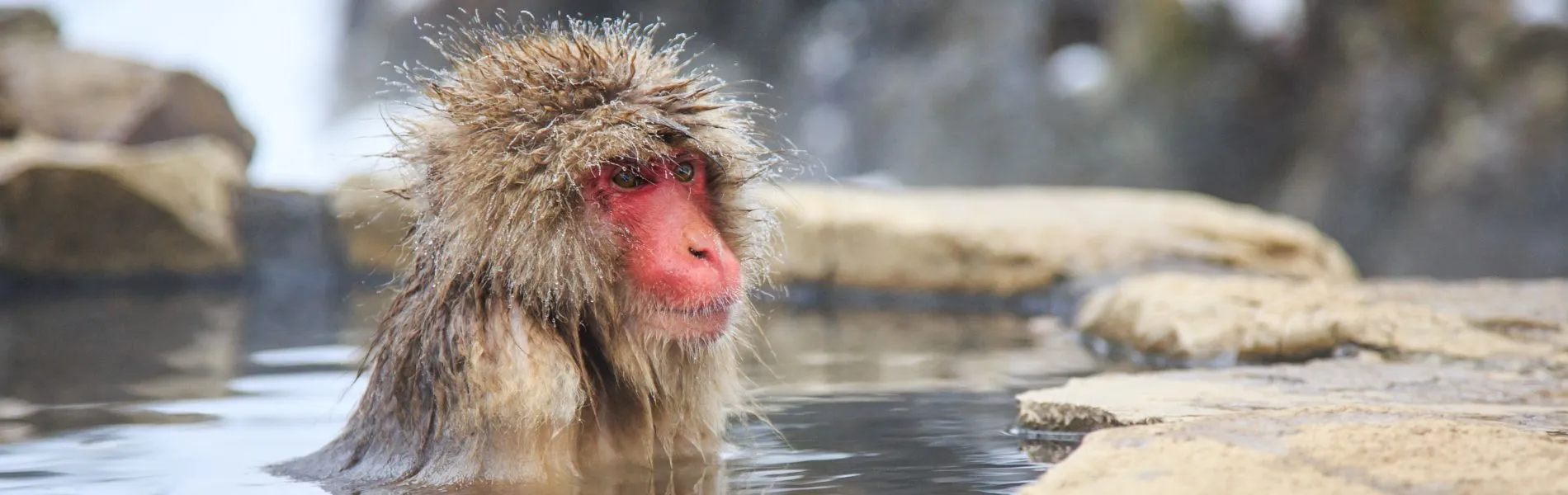 יפן בחורף - שלג, אונסן וחוויות תרבות חמימות