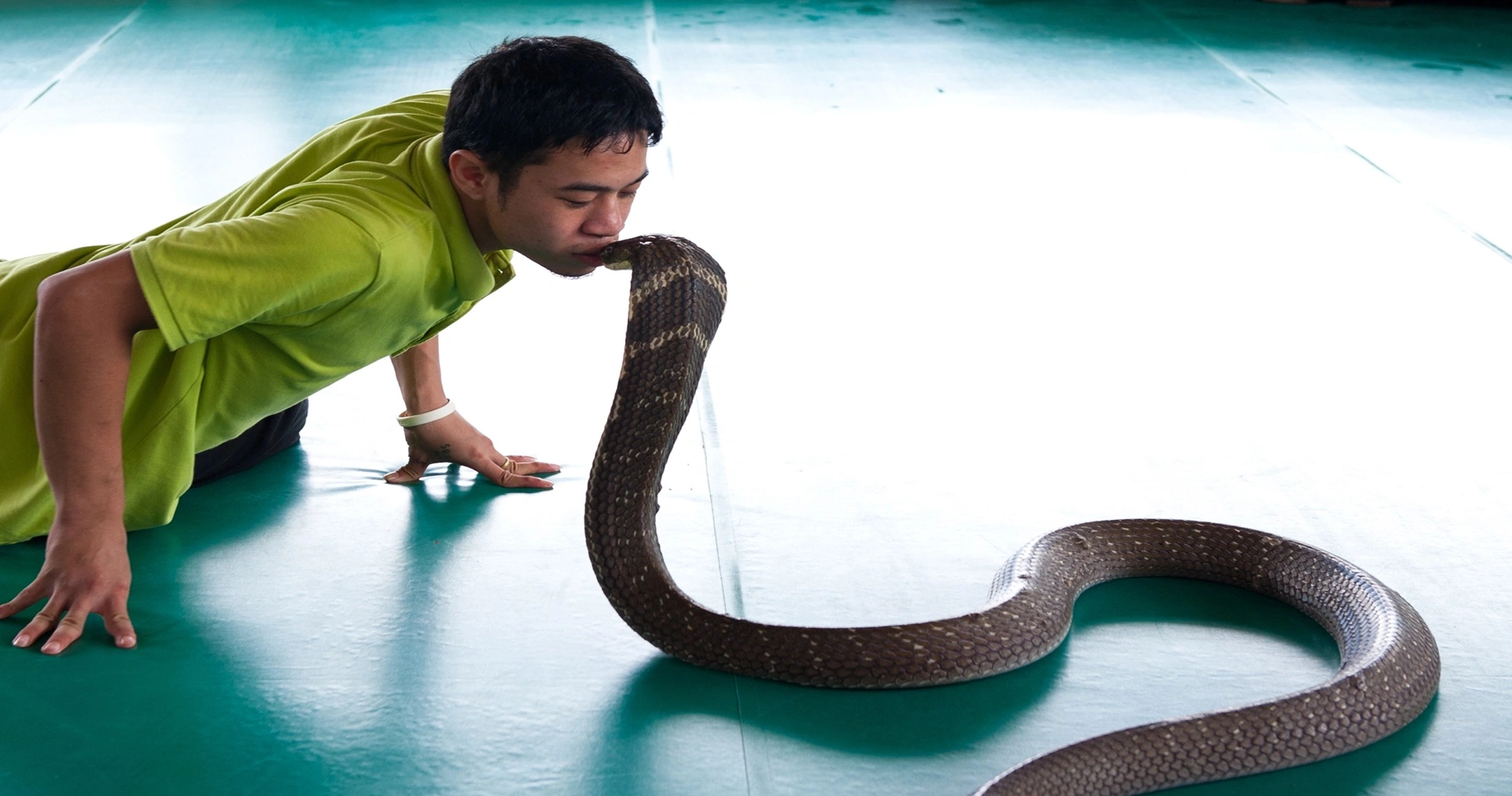 הריקוד האחרון עם הקוברה: מסע להודו בעקבות מסורת שהולכת ונעלמת