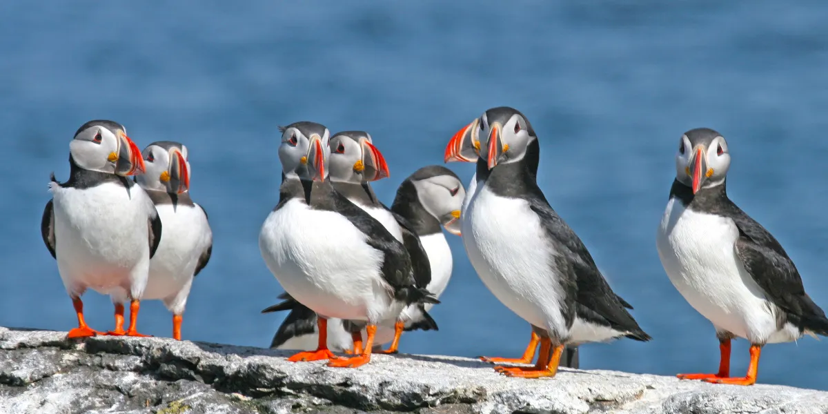 מתי כדאי להגיע לאיסלנד: המדריך המלא לעונות השנה