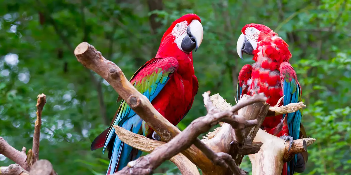 טיול מאורגן לקוסטה ריקה