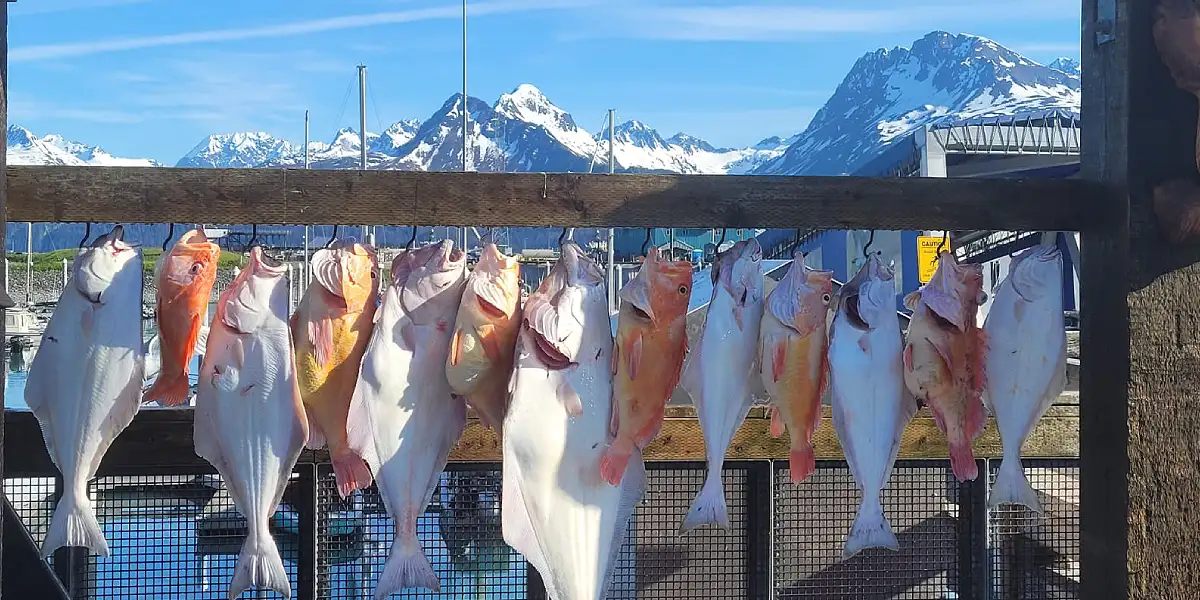 שייט לאלסקה