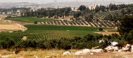 בעקבות שמשון בין צרעה לאשתאול – מכוניות פרטיות