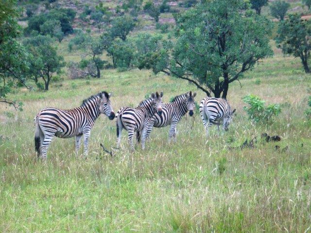 טיול לדרום אפריקה