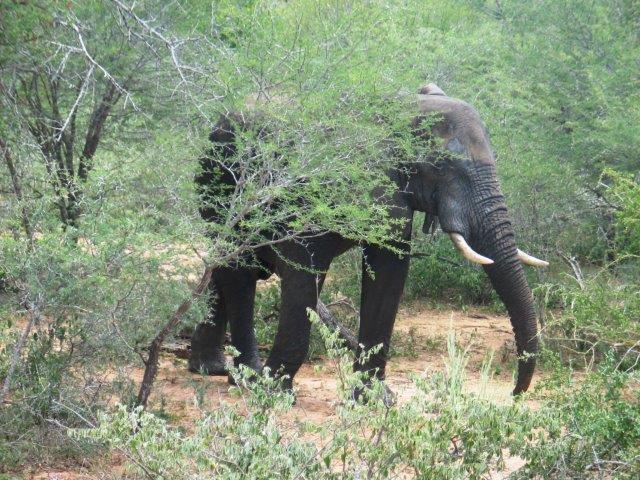 טיולים מאורגנים לדרום אפריקה