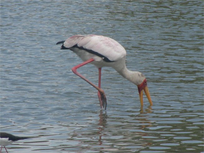 טיול מאורגן לטנזניה