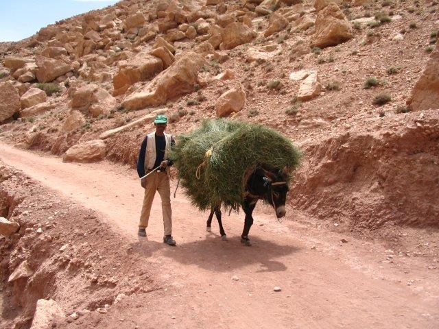 טיולים מאורגנים למרוקו