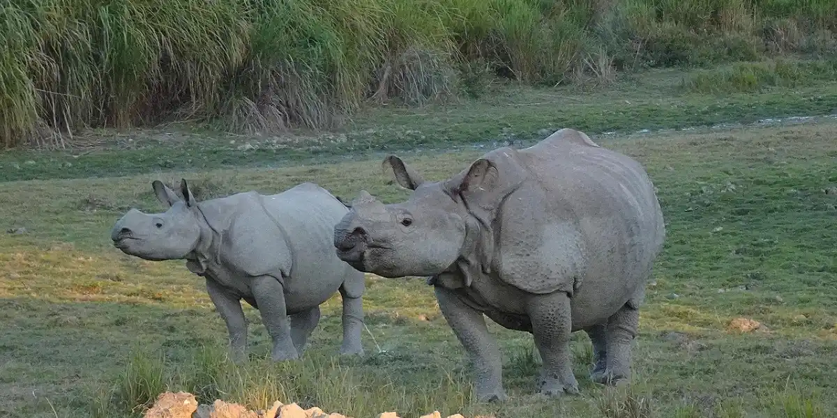 Kaziranga