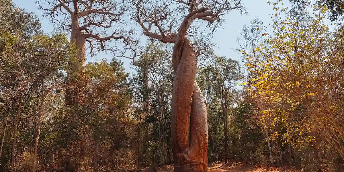 טיול מאורגן למדגסקר