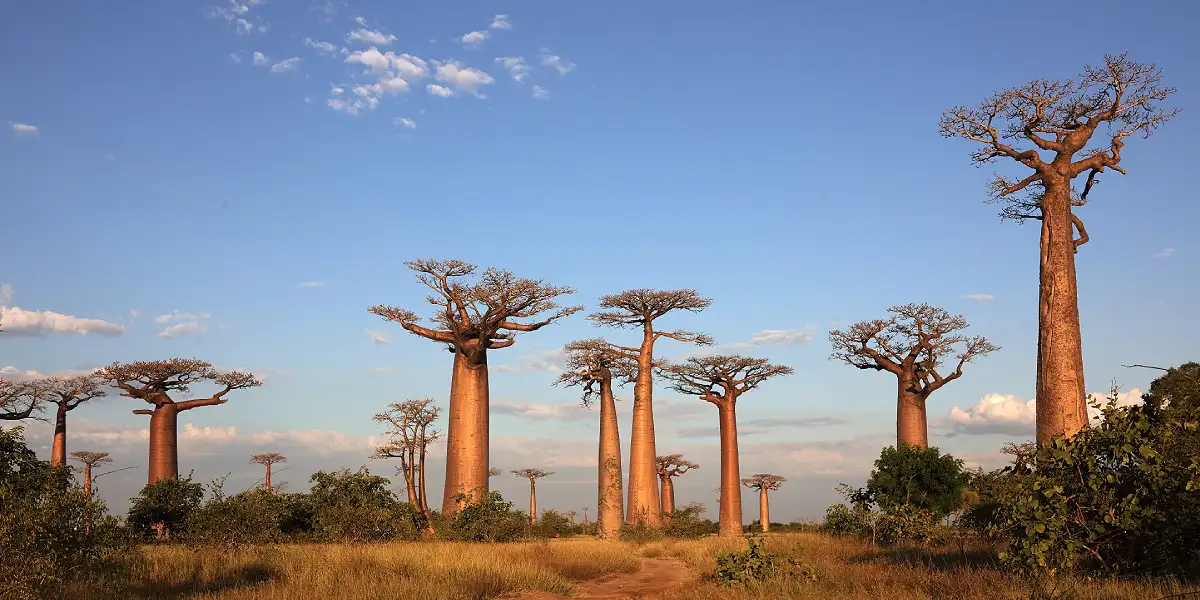 טיול מאורגן למדגסקר