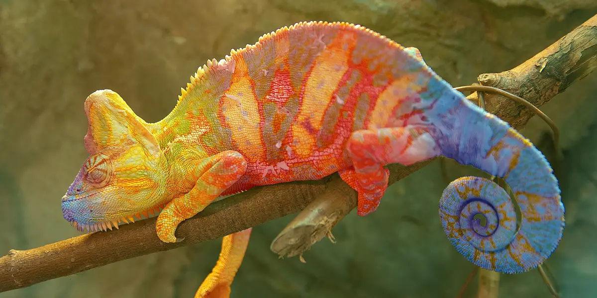 טיול מאורגן למדגסקר