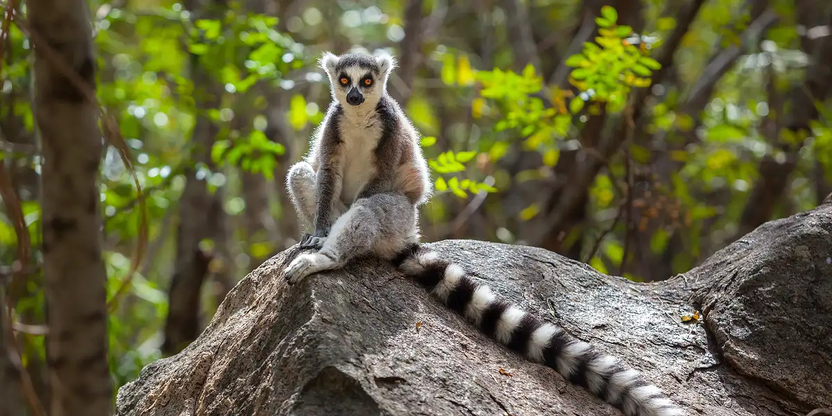 טיול מאורגן למדגסקר