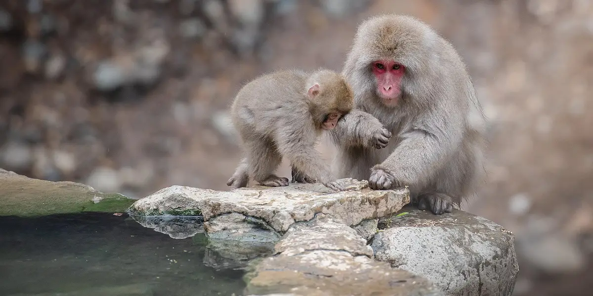 טיול משפחות ליפן