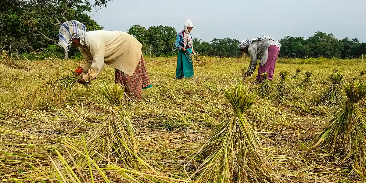 Majuli