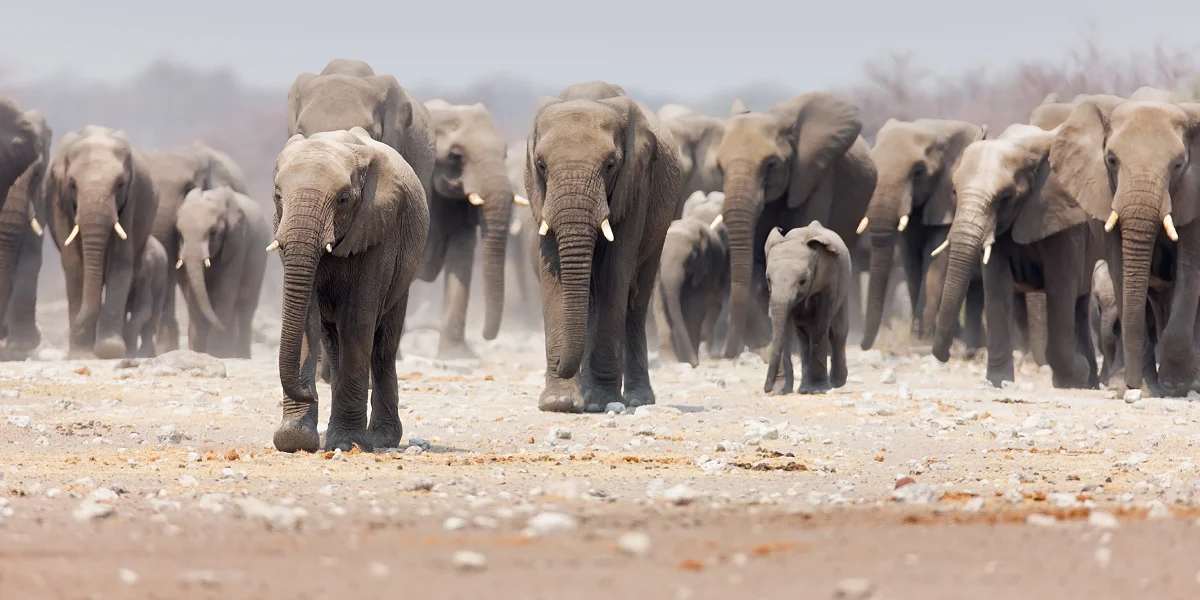 טיול ג'יפים לנמיביה
