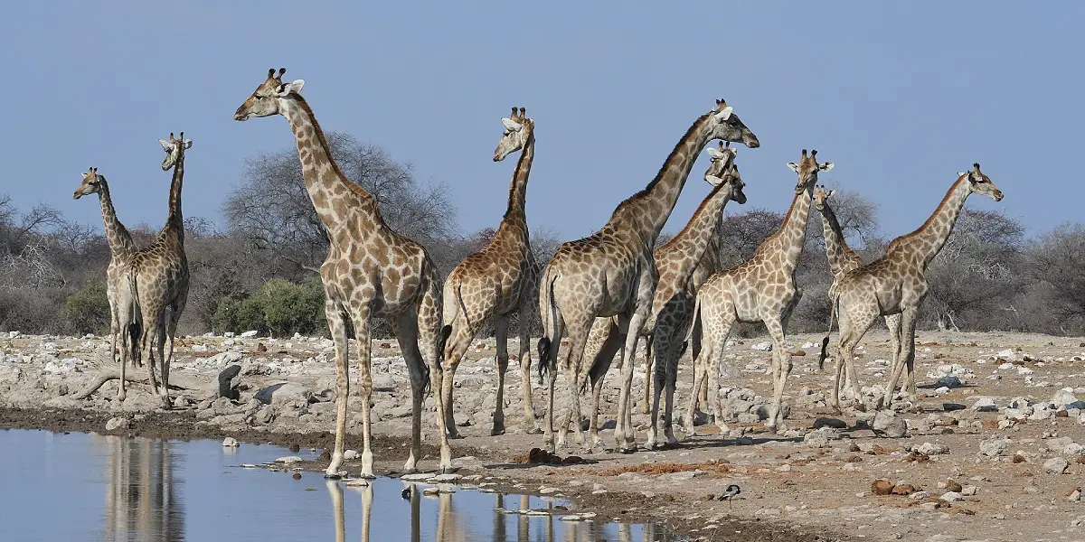טיול ג'יפים לנמיביה