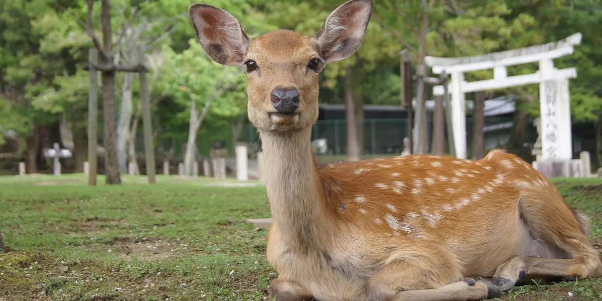 טיול משפחות ליפן
