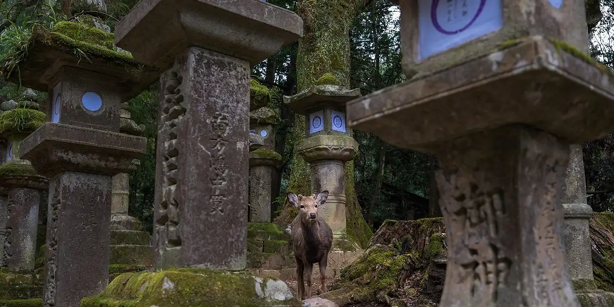 טיול מאורגן ליפן