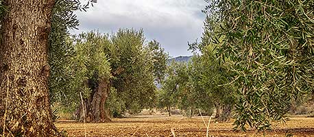 פינות נסתרות בגליל, טבע, נופים וסיפורים גליליים במכוניות פרטיות