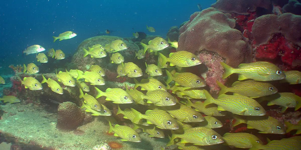טיול מאורגן לאוסטרליה