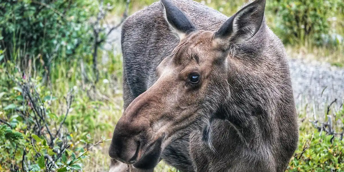 טיול מאורגן לאלסקה