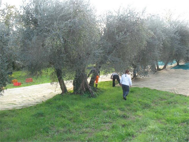 טיול לטוסקנה איילה גיאוגרפית